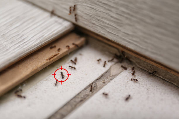 Best Pest Prevention Services  in St Simons, GA