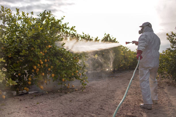 Best Affordable Pest Control Services  in St Simons, GA