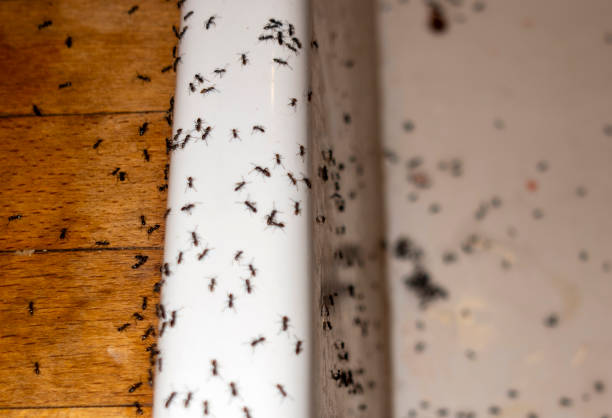 Best Mosquito Control Services  in St Simons, GA