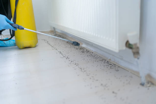 Trusted St Simons, GA Pest Control Experts