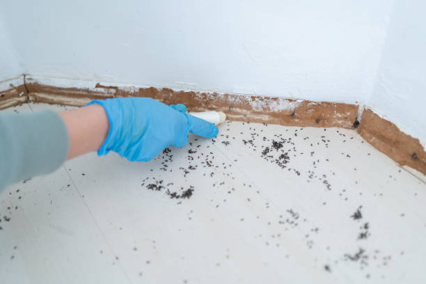 Wasp Removal Services in St Simons, GA